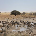 0388-Etosha copie